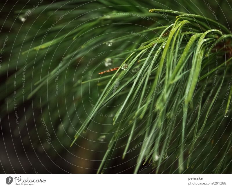 pine Nature Plant Elements Tree Forest Sustainability Green Dependability Pure Wellness Pine Pine needle Drop Charitable Swimming & Bathing Oily Healthy