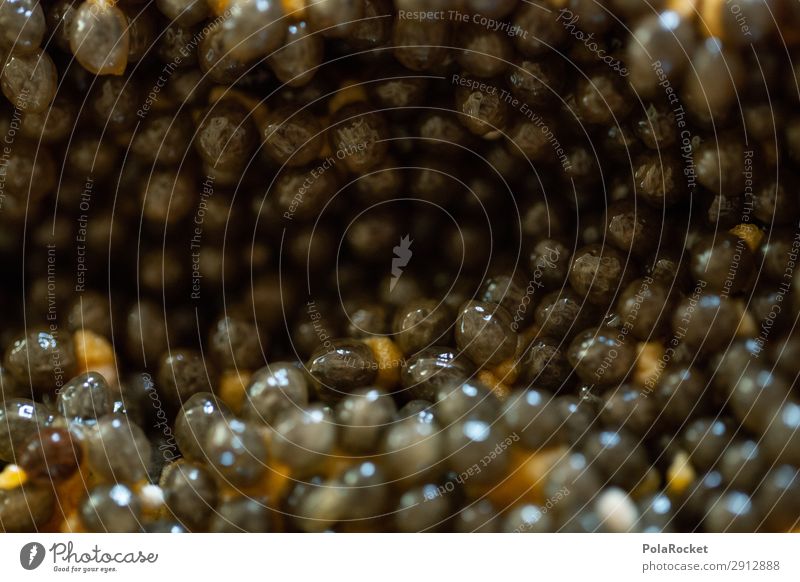 #A# Papaya-Eggs Art Esthetic Fruit Seed Extraterrestrial being Many Colour photo Subdued colour Interior shot Studio shot Close-up Detail Experimental Abstract