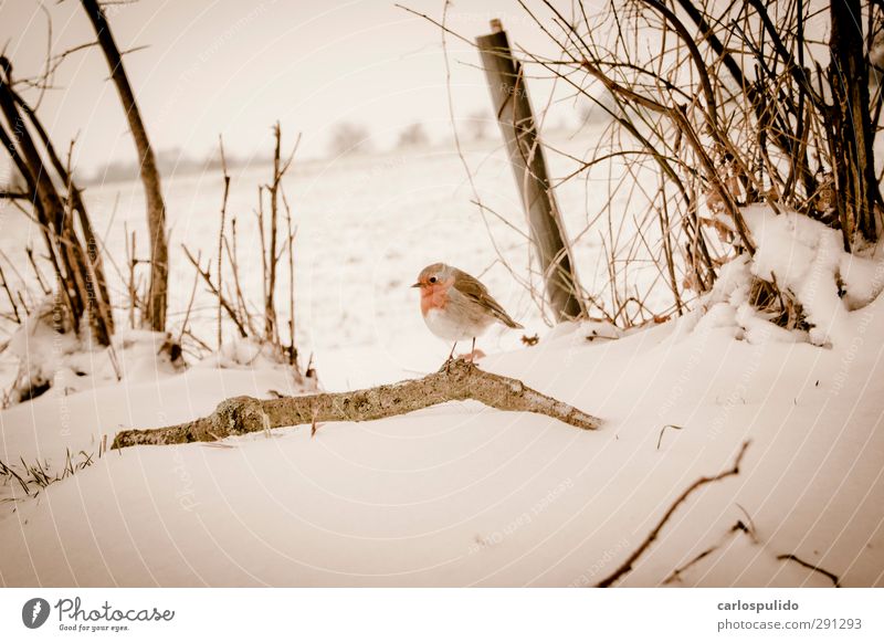 Snow Glacier Animal Bird 1 Beautiful Environment Branchage Twigs and branches Snowscape Dank Tree trunk Beak Subdued colour Exterior shot Deserted Dawn Blur