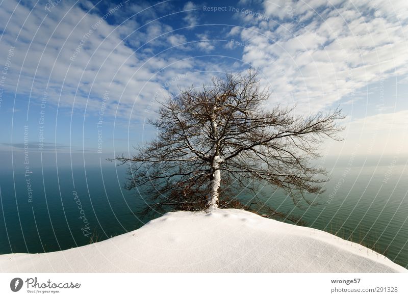 Tree at the cliff Nature Landscape Plant Earth Air Water Sky Clouds Horizon Winter Beautiful weather Snow Coast Baltic Sea Limestone rock Kreidefelsen Ledge