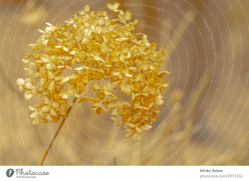 Faded Hydrangeas Harmonious mourning card Funeral service Nature Plant Autumn Winter Blossom Hydrangea blossom Garden Park Dry Warmth Brown Gold To console