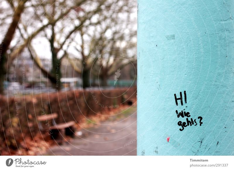 Thanks, it's all right. Tree Concrete Characters Looking Wait Blue Brown Emotions Irritation Bench Leaf Bleak Colour photo Exterior shot Deserted Day