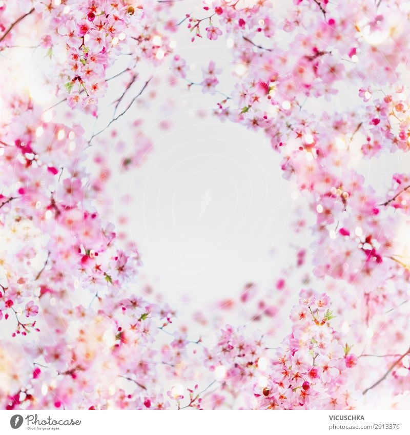 Beautiful spring cherry blossom frame background. Style Design Summer Garden Nature Plant Spring Flower Leaf Blossom Pink White Background picture April