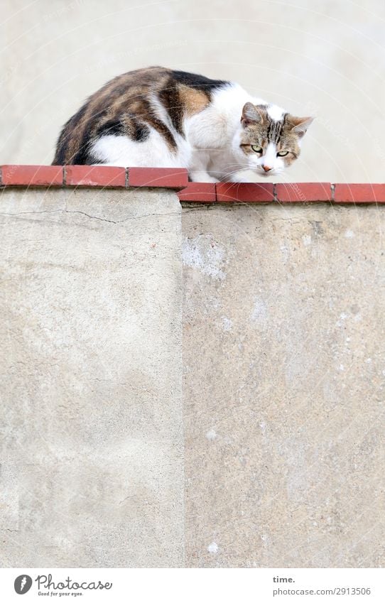 pocket tiger Wall (barrier) Wall (building) Animal Pet Cat 1 Stone Observe Discover Crouch Looking Sit Wait Natural Warmth Self-confident Willpower Disciplined