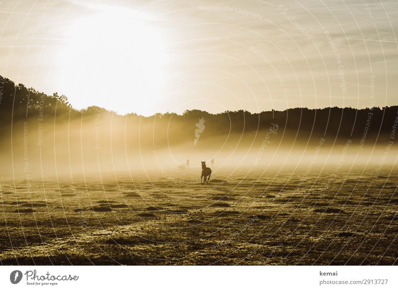 Wild horse in the early morning Life Harmonious Well-being Contentment Senses Leisure and hobbies Trip Adventure Freedom Human being 2 Nature Landscape Animal