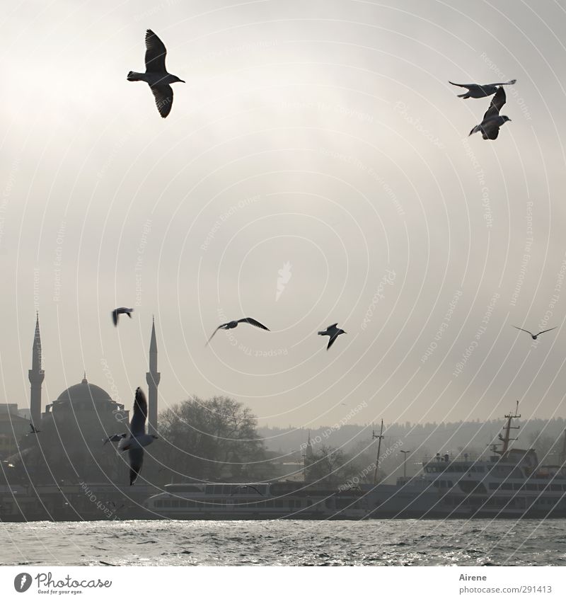 in the morning at the Bosporus Far-off places Freedom Sky Winter Fog coast Ocean Istanbul Turkey Town Skyline Deserted Building Mosque Minaret The Bosphorus