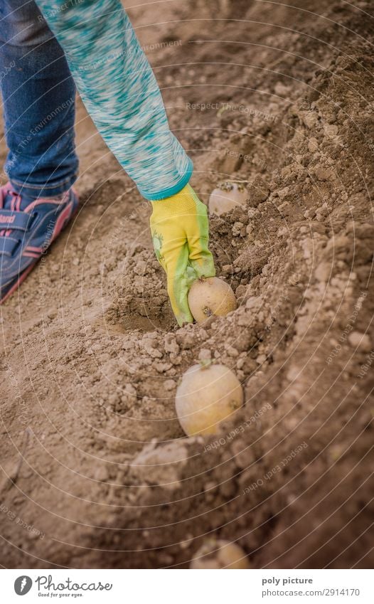 Child's hand digging in a potato Lifestyle Leisure and hobbies Girl Boy (child) Family & Relations Infancy Youth (Young adults) Hand 3 - 8 years 8 - 13 years