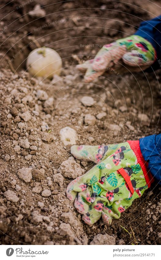 Children's hand with gloves digging in a potato Human being Infancy Youth (Young adults) Life Hand 1 - 3 years Toddler 3 - 8 years Environment Nature Elements