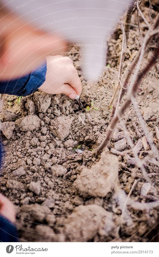 Child puts bean seeds into the soil Leisure and hobbies Playing Toddler Boy (child) Infancy Youth (Young adults) Arm Hand 1 Human being 1 - 3 years 3 - 8 years