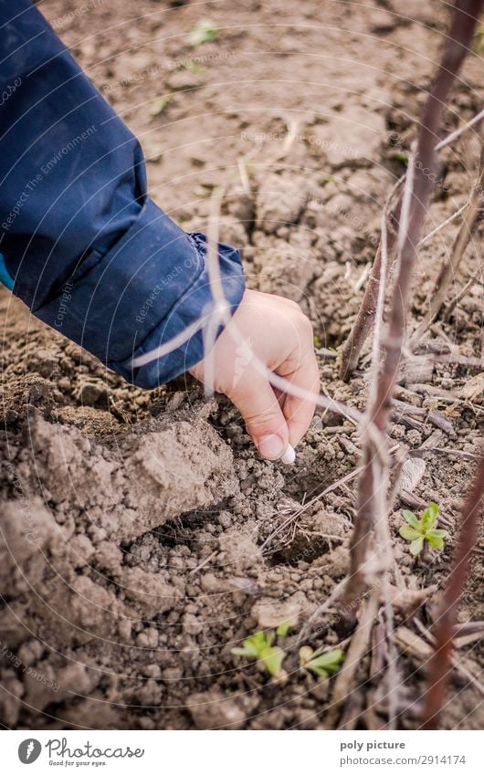 Child puts bean seeds into the soil Lifestyle Leisure and hobbies Toddler Boy (child) Infancy Youth (Young adults) 3 - 8 years 8 - 13 years Environment Nature