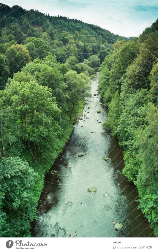 The shoot Summer Environment Nature Landscape Plant Elements Water Sky Horizon Climate Beautiful weather Tree Forest River Green Idyll Vogtlandkreis Triebtal