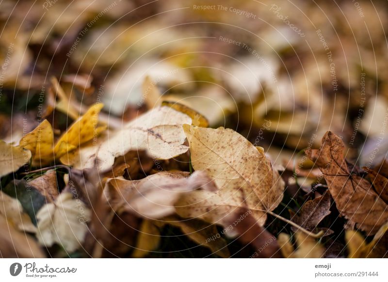 macrocosm Environment Nature Autumn Leaf Deciduous forest Forest Natural Brown Decline Dry Colour photo Subdued colour Exterior shot Close-up Detail