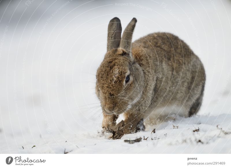 wild rabbit Environment Nature Animal Winter Wild animal 1 Brown Gray White Hare & Rabbit & Bunny Mammal Snow Snowscape Colour photo Exterior shot Deserted