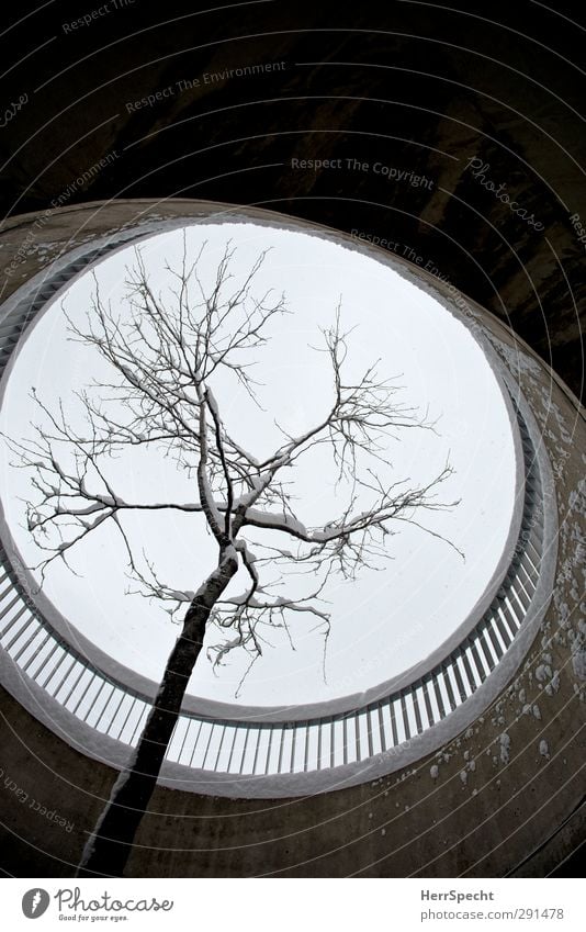 perforated tree Sky Winter Bad weather Snow Snowfall Tree Building Architecture Gray Black White Hollow recess Circular Bridge railing Snow layer Concrete