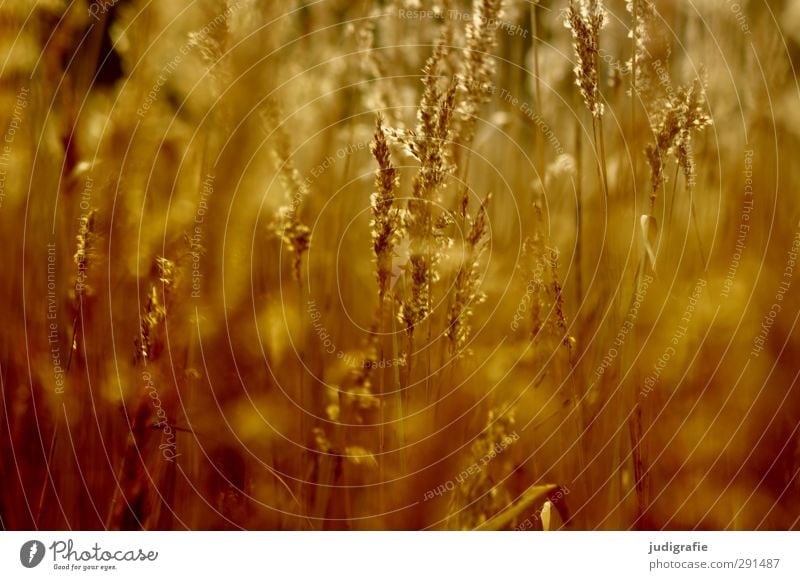 grass Environment Nature Plant Grass Common Reed Coast Lakeside Illuminate Growth Natural Beautiful Warmth Wild Soft Gold Moody Colour photo Exterior shot