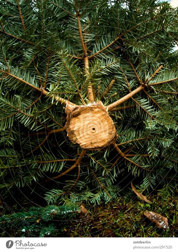 Christmas tree (from below) sawn off Old Throw away Tree Tree trunk Biogradable waste Worm's-eye view Lie Trash Saw wallroth Twig Wood Branch Fir tree Spruce