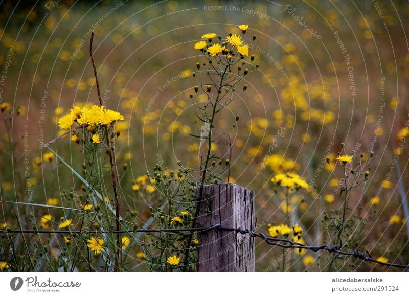 sun with wind at the beach Summer Sun Beach Ocean Island Waves Environment Nature Wind Plant Blossom Meadow Coast Baltic Sea Touch Movement Blossoming