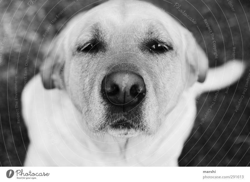 doggie eyes Animal Pet Dog Animal face 1 Black White Puppydog eyes Crossbreed Snout Looking Beautiful Black & white photo Exterior shot Close-up Day