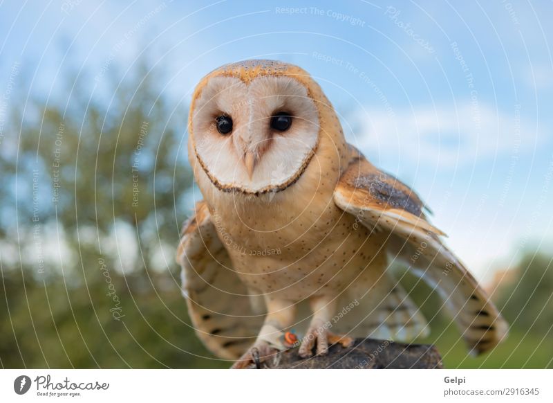 Portrait of white owl Beautiful Face Nature Animal Wild animal Bird Heart Observe Natural White Owl wildlife predator raptor alba barn avian perched tyto