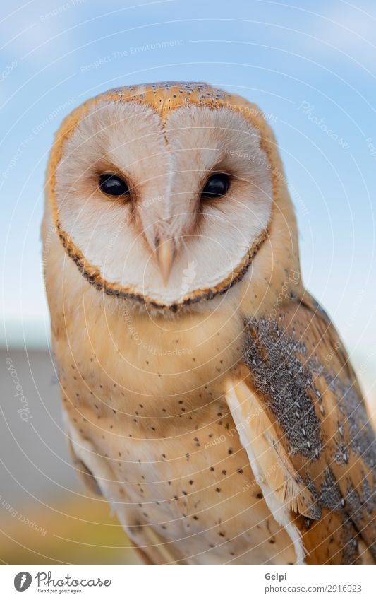 Portrait of white owl Beautiful Face Nature Animal Wild animal Bird Heart Observe Natural White Owl wildlife predator raptor alba barn avian perched tyto