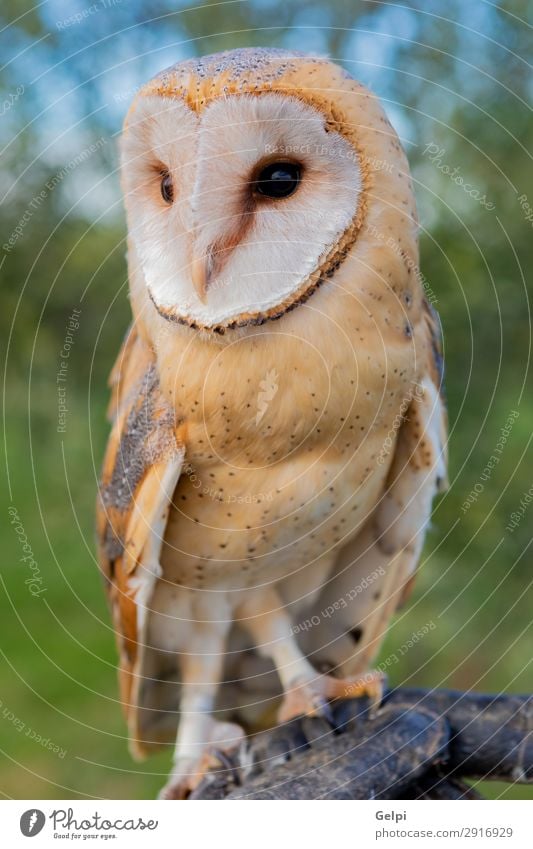 Portrait of white owl Beautiful Face Nature Animal Wild animal Bird Heart Observe Natural White Owl wildlife predator raptor alba barn avian perched tyto