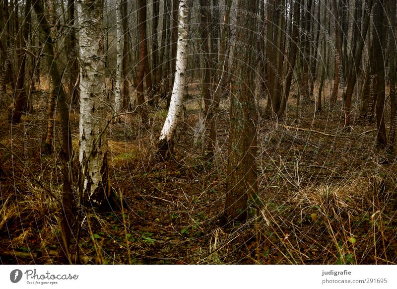 forest Environment Nature Landscape Plant Tree Grass Birch tree Forest Dark Natural Gloomy Brown Colour photo Subdued colour Exterior shot Deserted