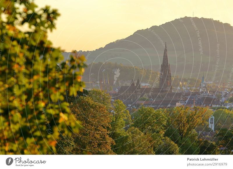 Freiburg in golden October Tourism Sightseeing City trip Environment Nature Landscape Cloudless sky Autumn Beautiful weather Tree Mountain Freiburg im Breisgau