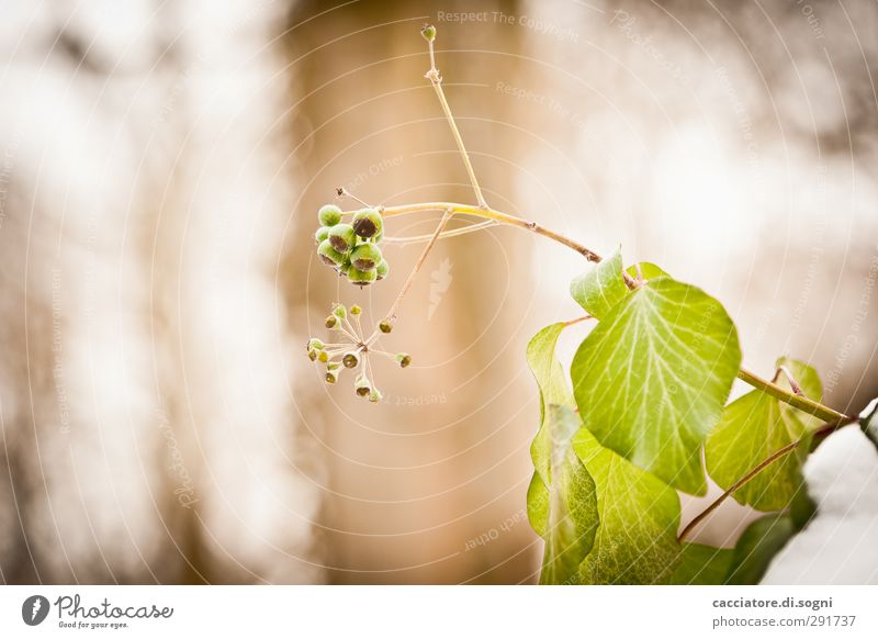 they have to be green Plant Beautiful weather Ivy Success Friendliness Fresh Bright Above Positive Round Warmth Brown Green Joie de vivre (Vitality)