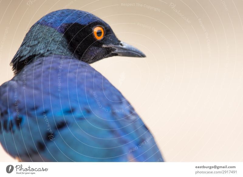 A colorful Superb Starling in Tanzania Beautiful Vacation & Travel Adventure Safari Environment Nature Animal Tree Grass Park Wild animal Bird Bright Blue