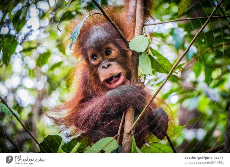 World's cutest baby orangutan hangs with mouth open Vacation & Travel Child Baby Infancy Nature Animal Tree Park Forest Virgin forest Fur coat Baby animal