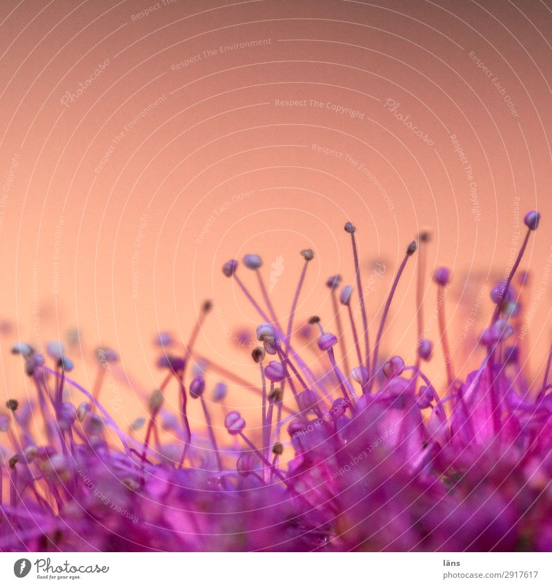 blossom Blossom Nature macro Pink Deserted Light Shadow