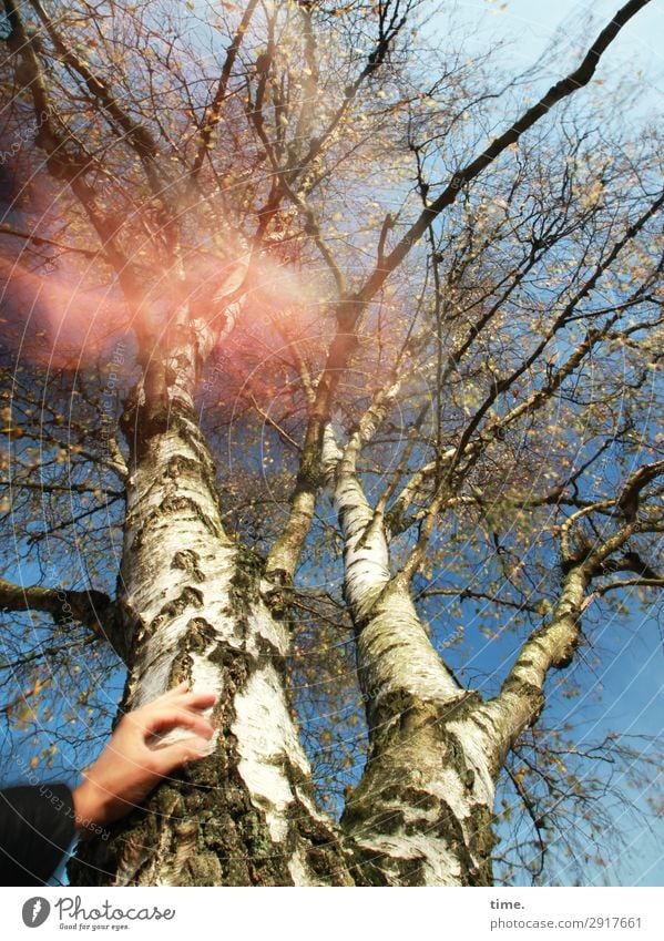 Test pattern | hot air Hand Environment Nature Sky Autumn Beautiful weather Tree Birch tree Tree trunk Forest Wood Line To hold on Dream Exceptional Natural