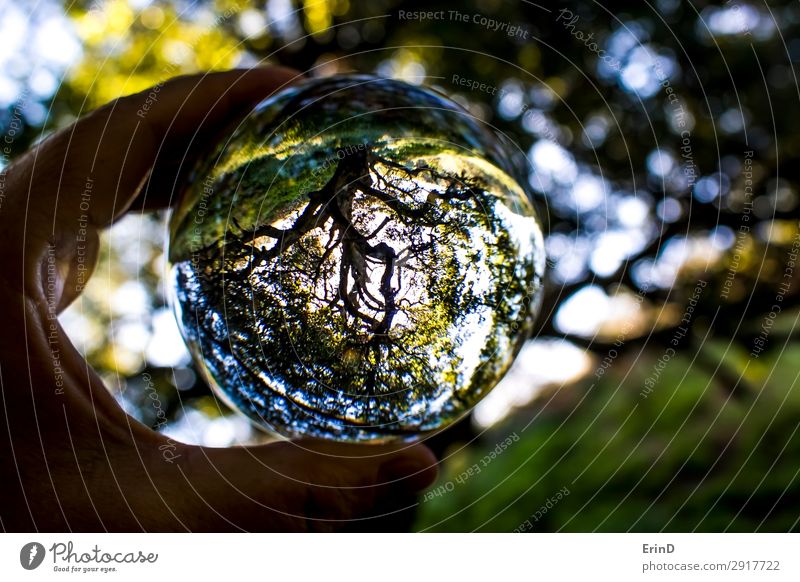 California Oak tree that survived fire captured in glass ball Beautiful Sun Hand Environment Nature Landscape Tree Leaf Sphere Globe Growth Cool (slang) Fresh