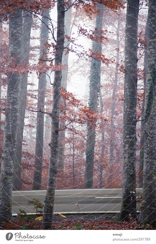 autumnal Environment Nature Autumn Climate Bad weather Fog Tree Forest Cold Natural Colour photo Exterior shot Deserted Day Shallow depth of field