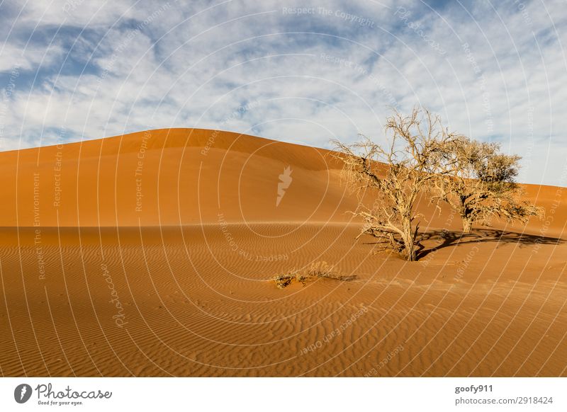 Barren Namib Desert Vacation & Travel Tourism Trip Adventure Far-off places Freedom Safari Expedition Environment Nature Landscape Plant Animal Elements Earth