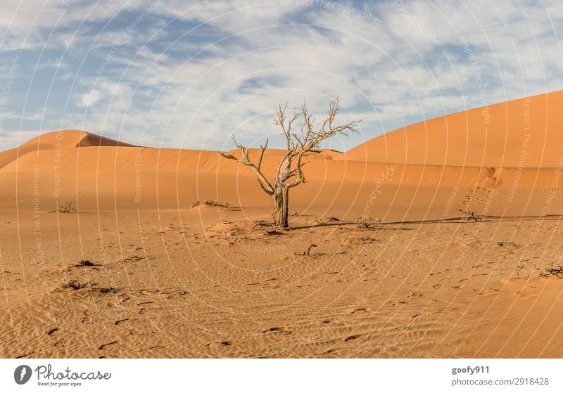 dead tree Vacation & Travel Tourism Trip Adventure Far-off places Freedom Safari Expedition Environment Nature Landscape Plant Animal Earth Sand Sky Sunlight