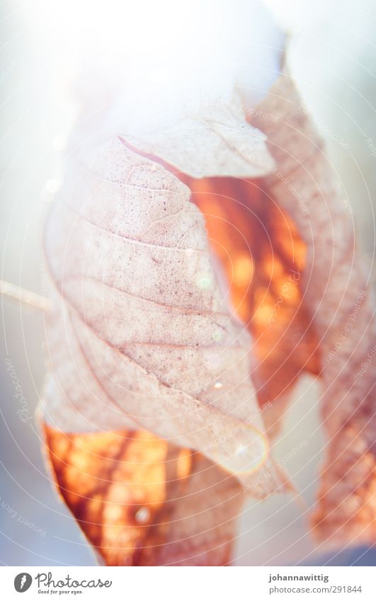 quietly Environment Sky Winter Beautiful weather Snow Leaf Simple Cold Near Natural Blue Orange Red White Calm Authentic Peace Idyll Pure Feeble Far-off places