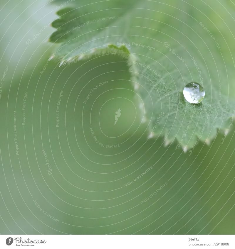 a raindrop Alchemilla vulgaris Alchemilla leaves alchemilla raindrops drop picture Drop Drops of water Dew May Hydrophobic Lotus effect Minimalistic Rachis