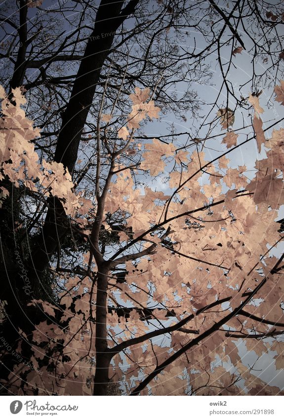 late autumn Environment Nature Plant Cloudless sky Autumn Climate Weather Tree Leaf Wild plant Maple tree Twigs and branches Wood Deciduous tree To dry up Wait