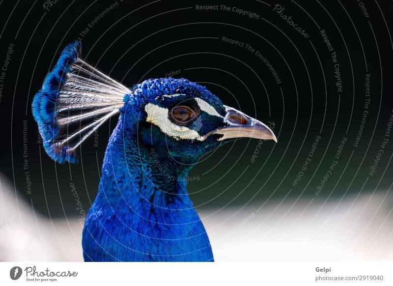 Amazing portrait of a blue peacock with a beautiful color Elegant Beautiful Man Adults Exhibition Zoo Nature Animal Park Bird Bright Natural Blue Green