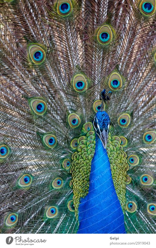 Amazing peacock during his exhibition Elegant Beautiful Man Adults Exhibition Zoo Nature Animal Park Bird Bright Natural Blue Green Turquoise Colour colorful