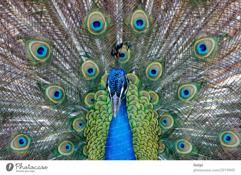 Amazing peacock during his exhibition Elegant Beautiful Man Adults Exhibition Zoo Nature Animal Park Bird Bright Natural Blue Green Turquoise Colour colorful