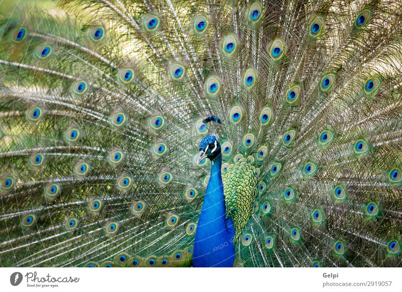 Amazing peacock during his exhibition Elegant Beautiful Man Adults Exhibition Zoo Nature Animal Park Bird Bright Natural Blue Green Turquoise Colour colorful