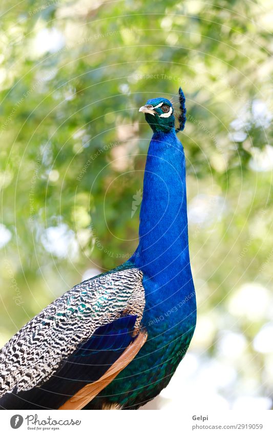 Amazing portrait of a peacock Elegant Beautiful Man Adults Exhibition Zoo Nature Animal Park Bird Bright Natural Blue Green Turquoise Colour colorful wildlife