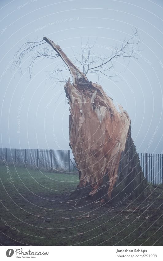 Remaining tree in fog Environment Nature Autumn Winter Fog Tree Park Meadow Glasgow Great Britain Scotland Calm Sadness Loneliness Tree stump Lightning bolt