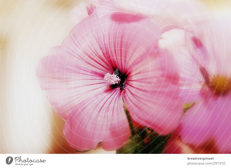 Flowers greetings Plant Summer Blossom Blossoming Yellow Green Violet Pink Colour photo Close-up Day Flash photo Light Shallow depth of field