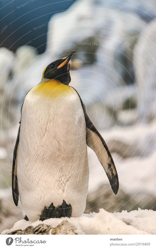 penguin Landscape Climate change Beautiful weather Ice Frost Animal Bird 1 Cold Blue Yellow White Penguin Colour photo Exterior shot Close-up Copy Space left