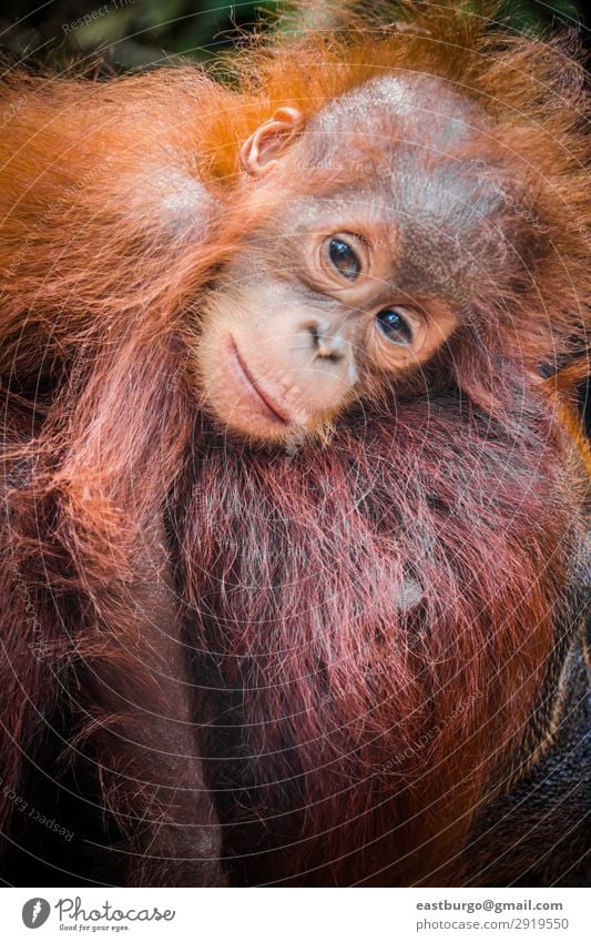 World's cutest baby orangutan snuggles with Mom in Borneo Vacation & Travel Child Baby Mother Adults Infancy Nature Animal Tree Park Forest Virgin forest