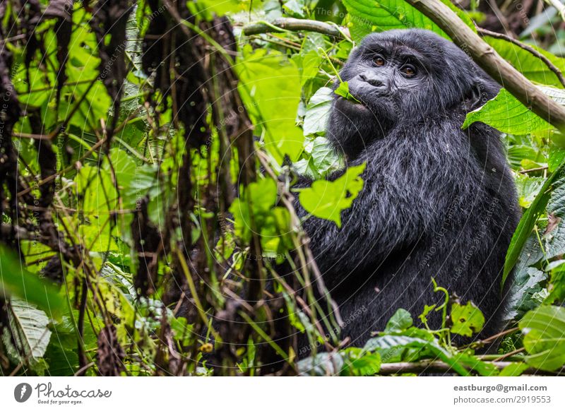 A gorilla eats leaves in the Impenetrable Forest Vacation & Travel Tourism Safari Man Adults Nature Animal Park Virgin forest Fur coat Wild Green Black Africa