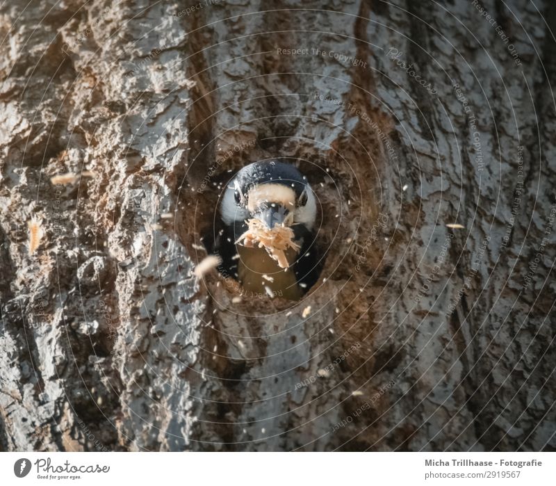 Woodpecker building his nesting cave Nature Animal Sunlight Beautiful weather Tree Tree trunk Tree bark Wild animal Bird Animal face Spotted woodpecker Beak